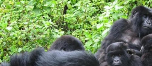 Cepas de VIH llegan desde Camer&uacute;n