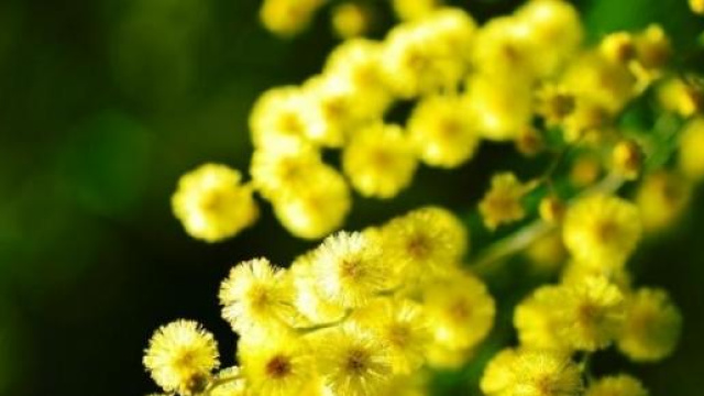 Festa della Donna, 8 marzo: occasione per agire 
