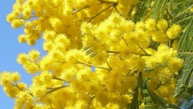 Festa della donna: frasi, auguri e sms