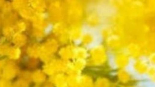 La mimosa, simbolo della festa della donna