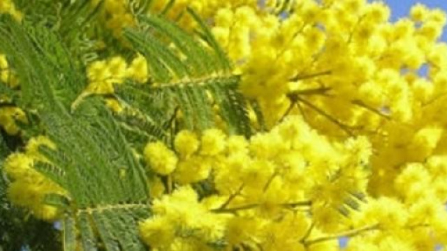 Regali 'Festa della Donna'.