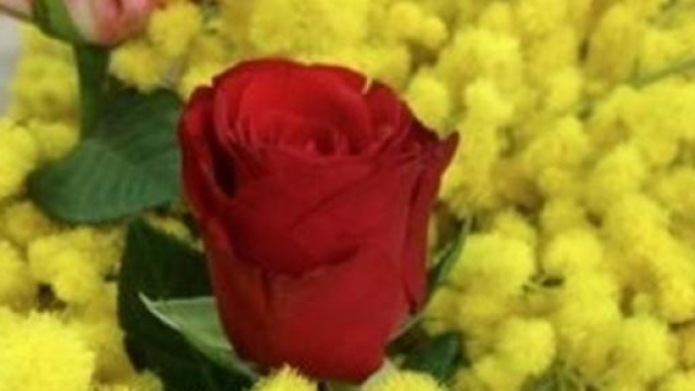 8 marzo 2015: Frasi per la festa delle donne