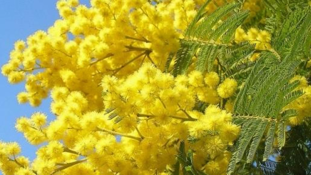 Festa della donna 2015: storia e origine