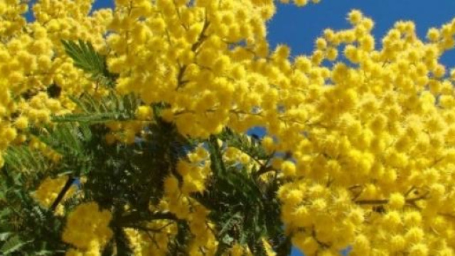 Festa della donna frasi divertenti e auguri pronti