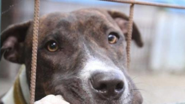 Adotta un cane e paghi meno tasse comunali