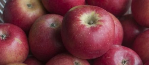 Apple variety grown in Niğde Province, Turkey