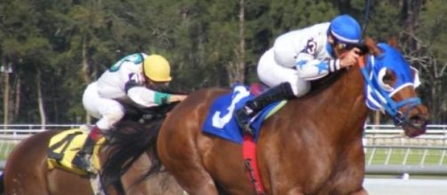 Racehorses and jockeys taking part in an event