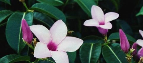 Arbusto 'Dedo-do-Diabo' é um verdadeiro pesadelo ambiental