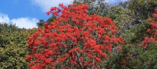 Mulungu em pleno florescimento.