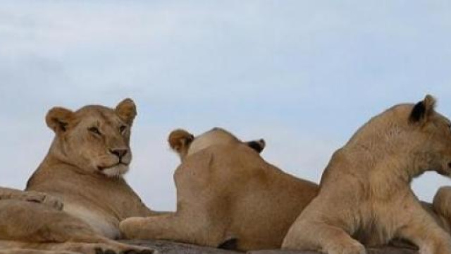 Juventus-Monaco, notte Champions da leoni 