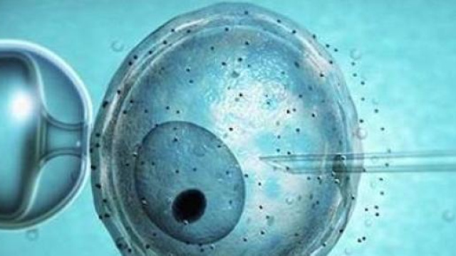 fecondazione artificiale eterologa