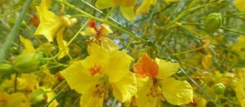 Espinho de Jerusal&eacute;m em pleno florescimento.