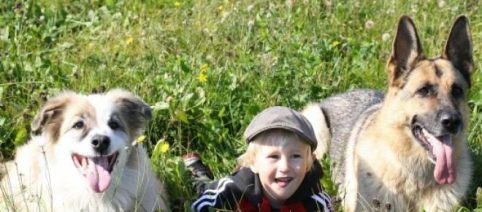 La crueldad animal y su relación con la violencia social