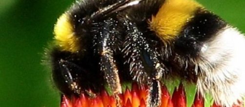 Laline Paull's book centres around a bee hive