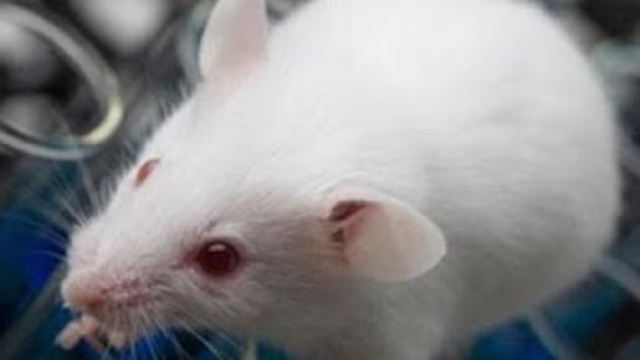 I topi hanno permesso lo sviluppo di molte cure