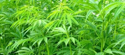 Erva sagrada, n&atilde;o passa por processos sint&eacute;ticos 