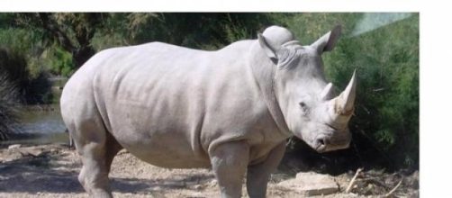 La especie est&aacute; al borde de la extinci&oacute;n