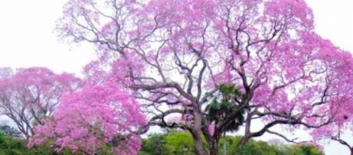 Mindfulness and the experience of nature