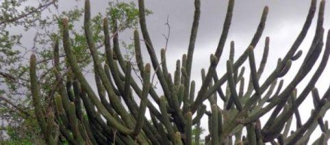 De espécie forrageira à ornamental - A história do Facheiro