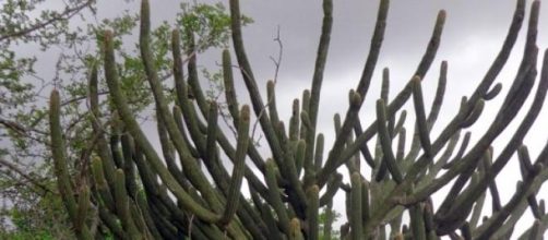 Beleza simples e r&uacute;stica - Os bra&ccedil;os do Facheiro!