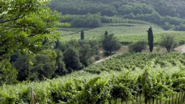 Vigneto specializzato doc