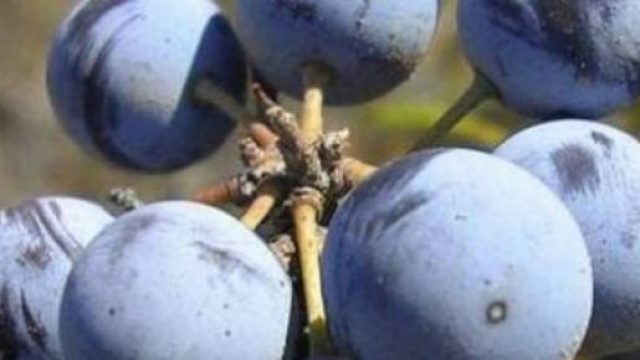  Dal Molise il frutto che uccide cellule tumorali