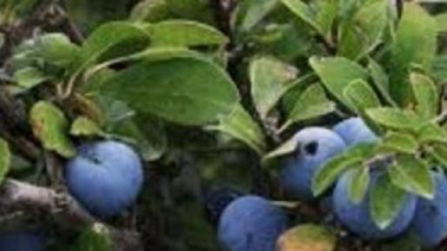 L'arbusto anti tumore molisano