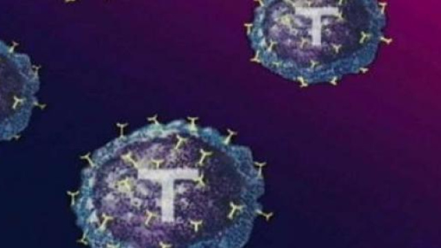 Linfociti T lotta contro virus e cancro