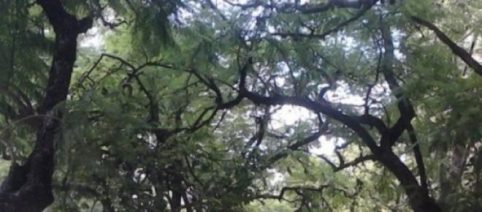 Deforestación en la calle Rafael Núñez