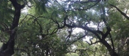 Reclaman por los &aacute;rboles de avenida Rafael N&uacute;&ntilde;ez