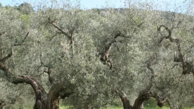 La Xylella &egrave; causa del disseccamento degli ulivi.