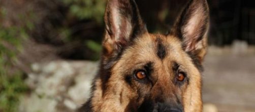 Pastor alem&aacute;n, un perro multifac&eacute;tico