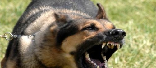 Psicolog&iacute;a canina &iquest;Ayuda o estafa?