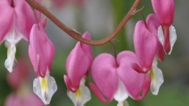 Festa della mamma: 10 maggio 2015