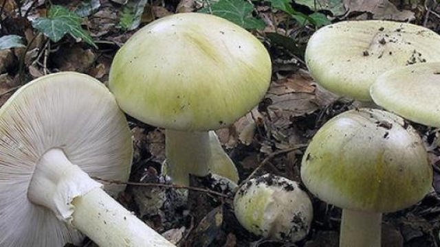 Funghi di amanita phalloides.