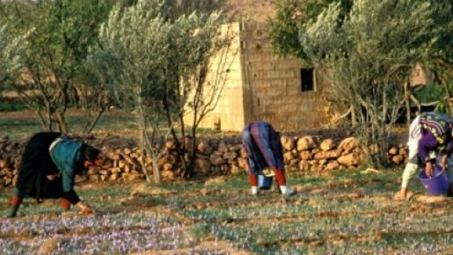 Nella foto: un campo con immigrati al lavoro