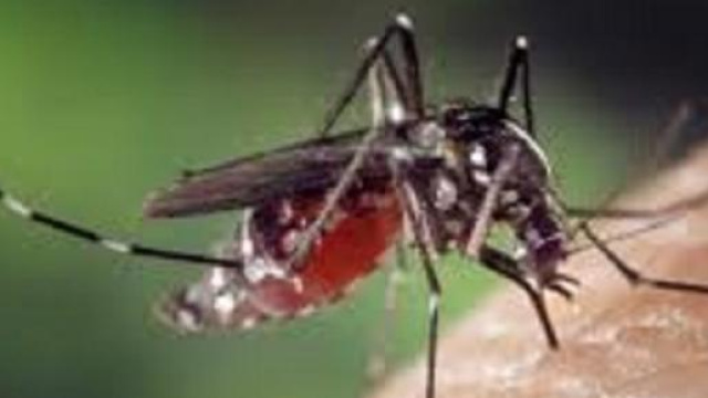 Ti perseguitano le zanzare? La colpa &egrave; nel DNA