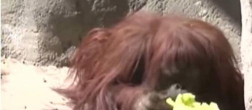 El caso de 'Sandra' la orangutana es emblem&aacute;tico