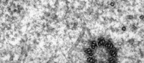 Micrograf&iacute;a de un centriolo dentro de una c&eacute;lula