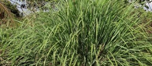 F&aacute;cil de cultivar esta erva cura muitos males