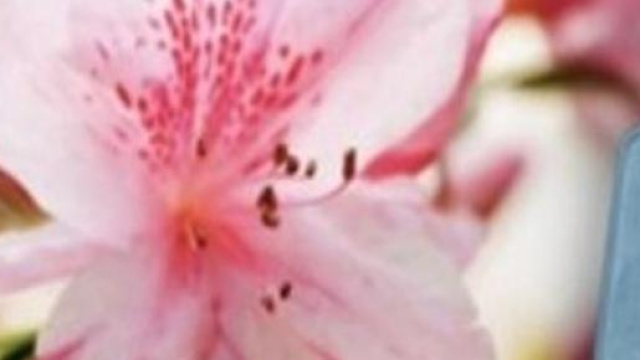 Festa della mamma 2015, auguri e regali