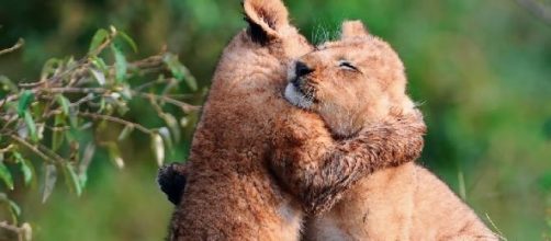 29 de abril: D&iacute;a del animal 