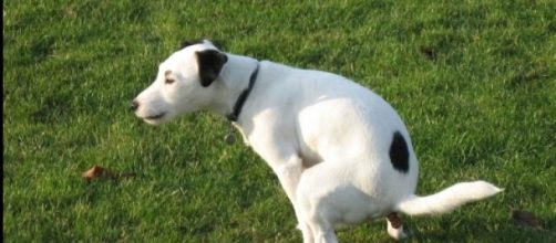 Un delincuente sorprendido in fraganti
