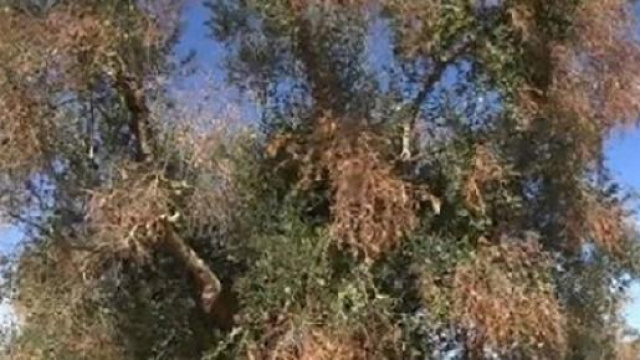 Xylella fastidiosa, per la UE abbattere gli ulivi 