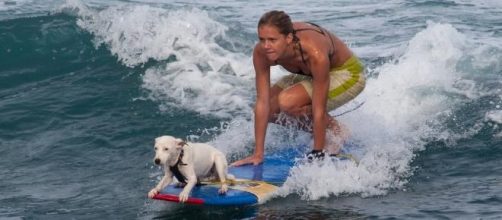 Dog surf faz sucesso pelo mundo