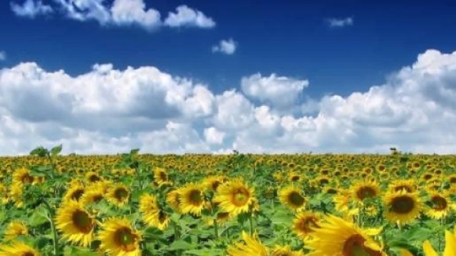 Previsioni meteo maggio 2015: tempo d'estate