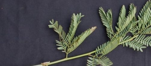 Folhas compostas de Prosopis juliflora.