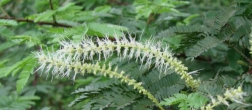 Infloresc&ecirc;ncia e folhas de M. tenuiflora.