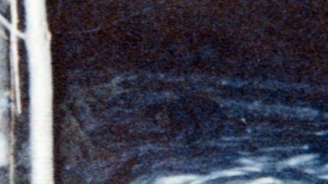 L&rsquo;avvistamento di un elfo con le orecchie a punta