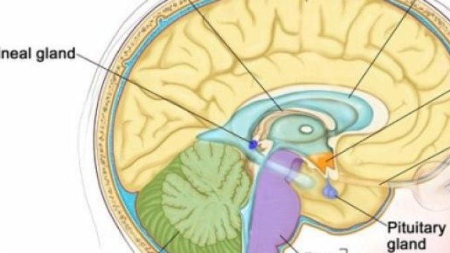 Cervelletto e corteccia cerebrale nell'autismo